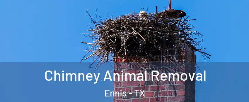  Chimney Animal Removal Ennis - TX
