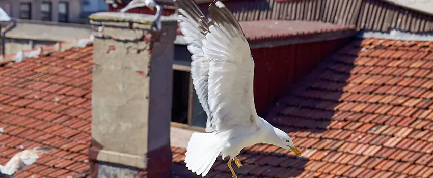 Residential Chimney Animal Removal Solution in Ennis, TX