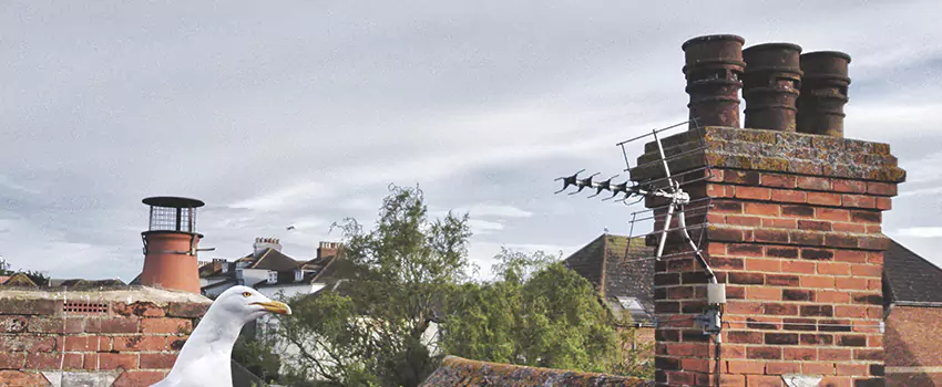Chimney Cleaning And Restoration in Ennis, Texas